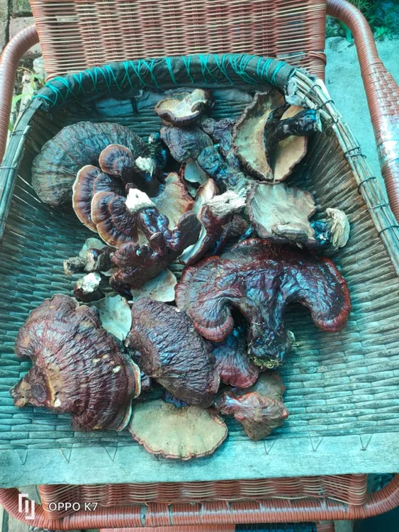 深山新鲜灵芝菇初级农产品