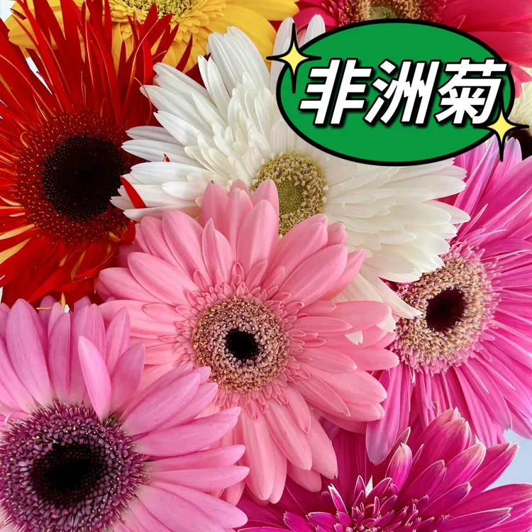 【直播专享】非洲菊种子四季室内阳台盆栽小院耐热扶郎花大花植物