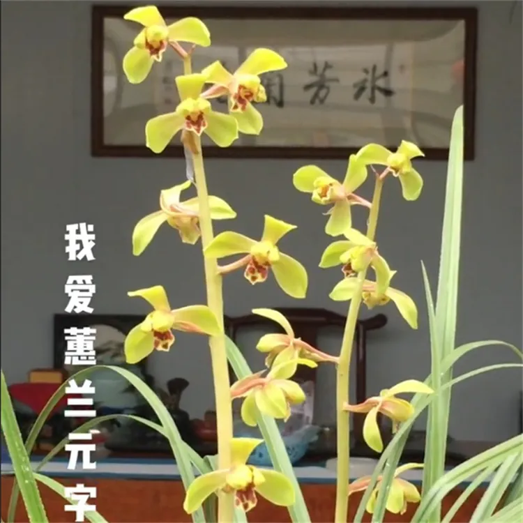 蕙兰元字带花苞浓香兰花苗客厅阳台窗台室内花卉植物好养