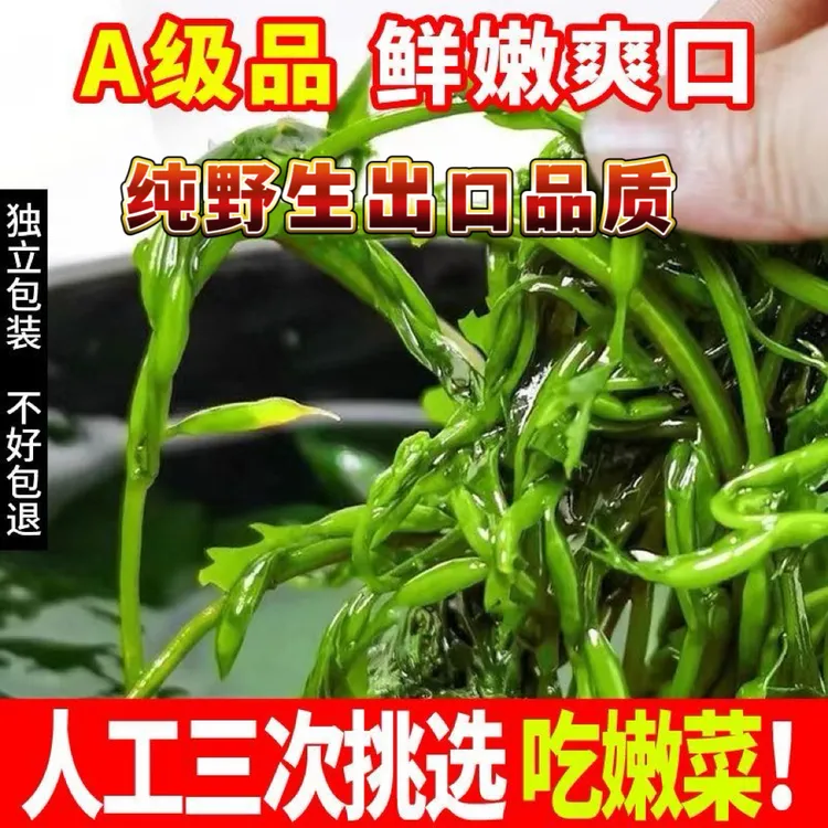 几乎无盐新鲜盐渍马尾藻海草鞭炮笋羊栖菜长寿菜凉拌麻辣烫火锅串