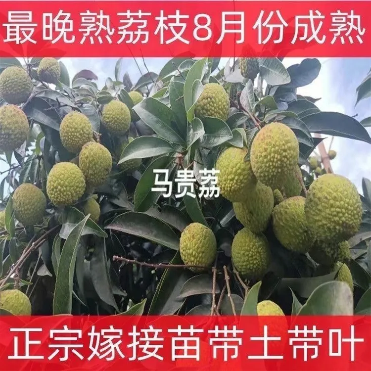 新品种（八月抖音荔）正品嫁接苗，带土荔枝带叶子直发种植果树