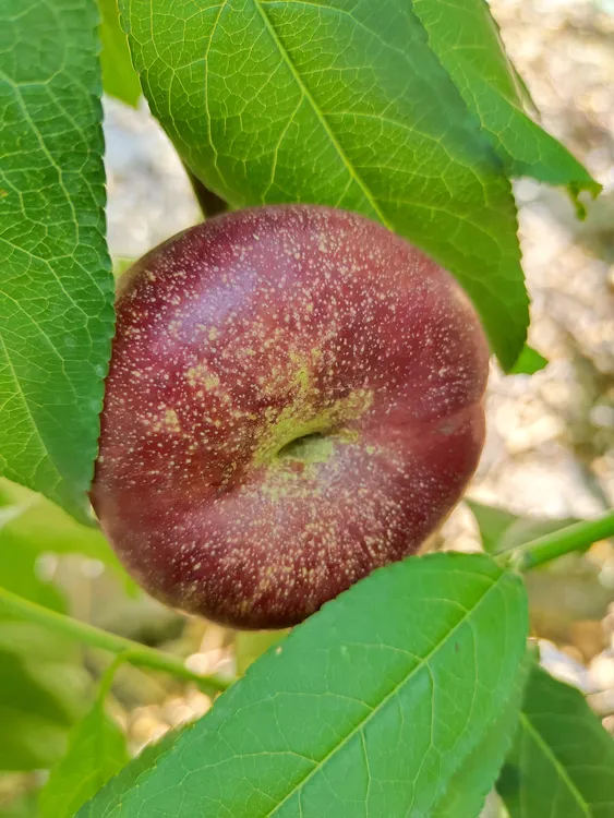 新鲜现摘精品小油蟠