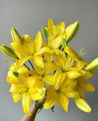 【一单包邮】黄钻百合 【两单升级京东或顺丰】云南基地