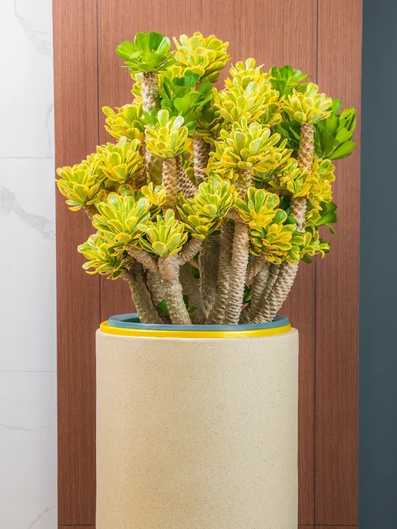 扇贝麒麟多肉植物耐旱耐高温适合阳台庭院的精美盆栽