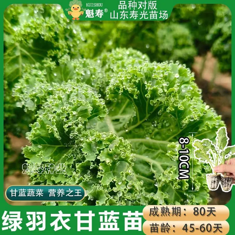 寿光耐寒紫羽衣甘蓝苗秧绿粉白羽衣甘蓝种子四季盆栽观赏食用易种