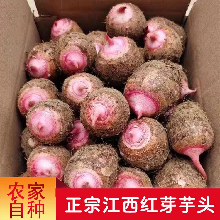 【红芽芋头】江西铅山现挖红芽芋头新鲜农家软糯小芋头仔农产品