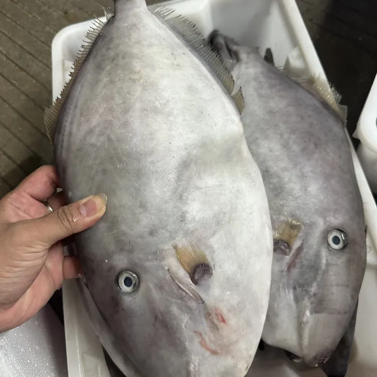 【石榴】神泉港 大剥皮鱼（到手2条4.3-4.7斤）顺丰冷链发出