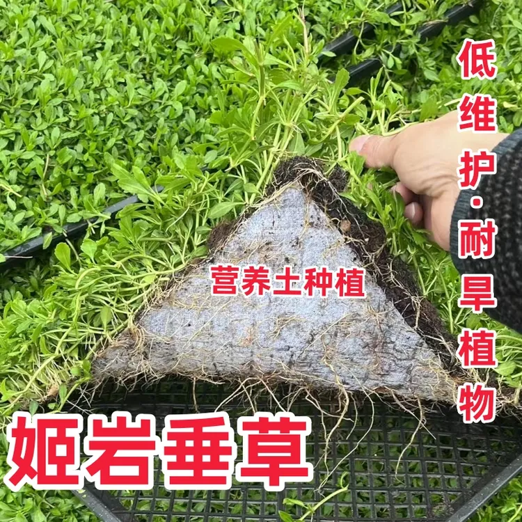 姬岩垂草草皮植物地被植物耐踩踏耐贫瘠开花草坪庭院绿化耐热耐寒