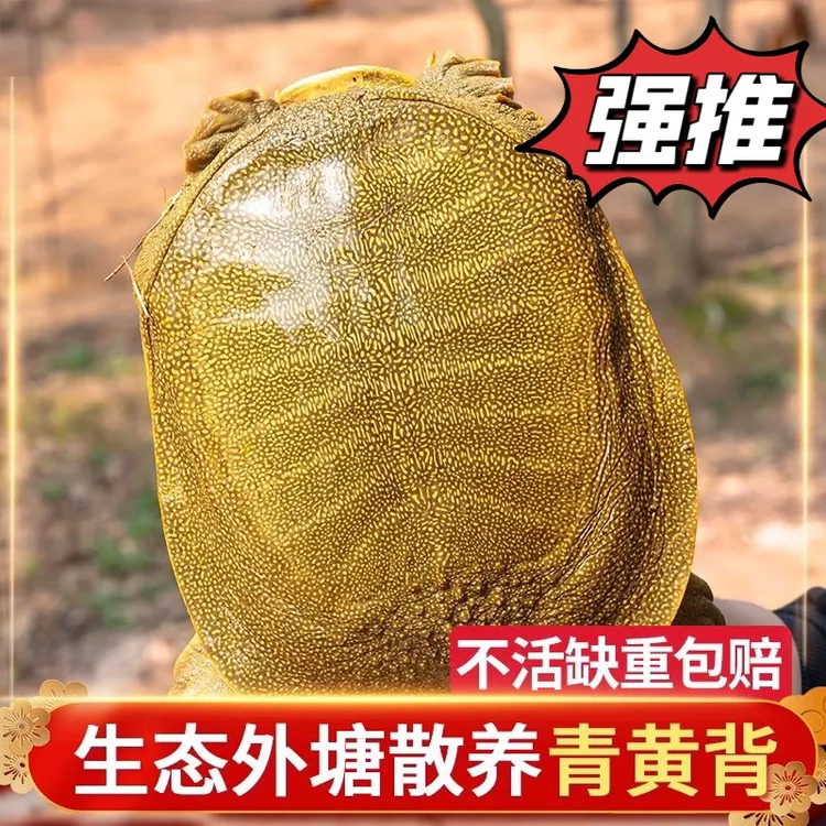 外塘生态鲜活散养青黄背甲鱼直播间一物一拍外塘甲鱼