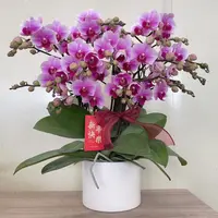 《绝代双骄》精品蝴蝶兰 粉紫色系 清新脱俗 室内花卉 带分枝