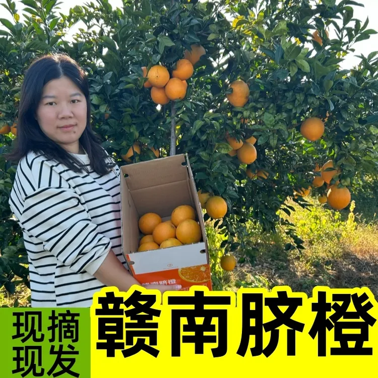 正宗赣南脐橙新鲜脐橙5斤/10斤/20斤当季整箱手剥橙包邮赣州