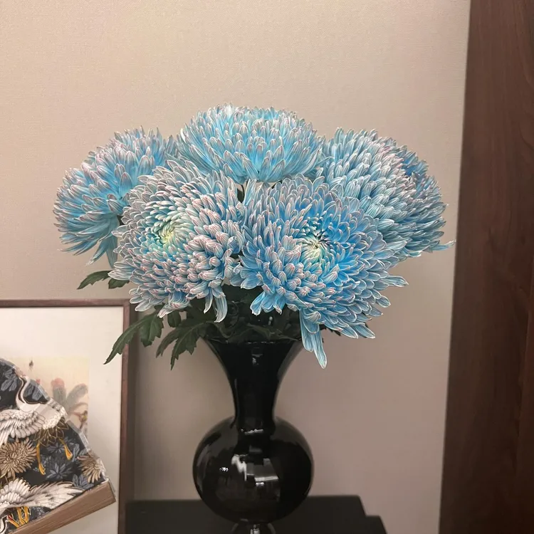 【云舍花卉】2L级【青花瓷】牡丹菊全场任意满2单鲜花及以上包邮
