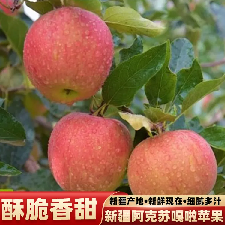 新疆阿克苏苹果嘎啦小苹果新鲜水果农家自种当季现摘现发脆粉两吃