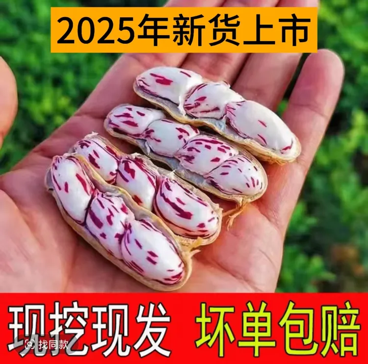 云南七彩湿花生现挖现发2025年新货上市