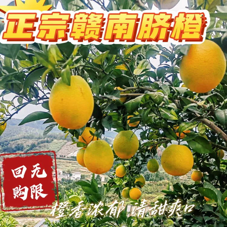 正宗赣南脐橙高山种植当季新鲜采摘