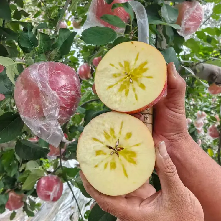 【脆甜】山西 冰糖心苹果 红富士  脆甜爆汁  果园直发