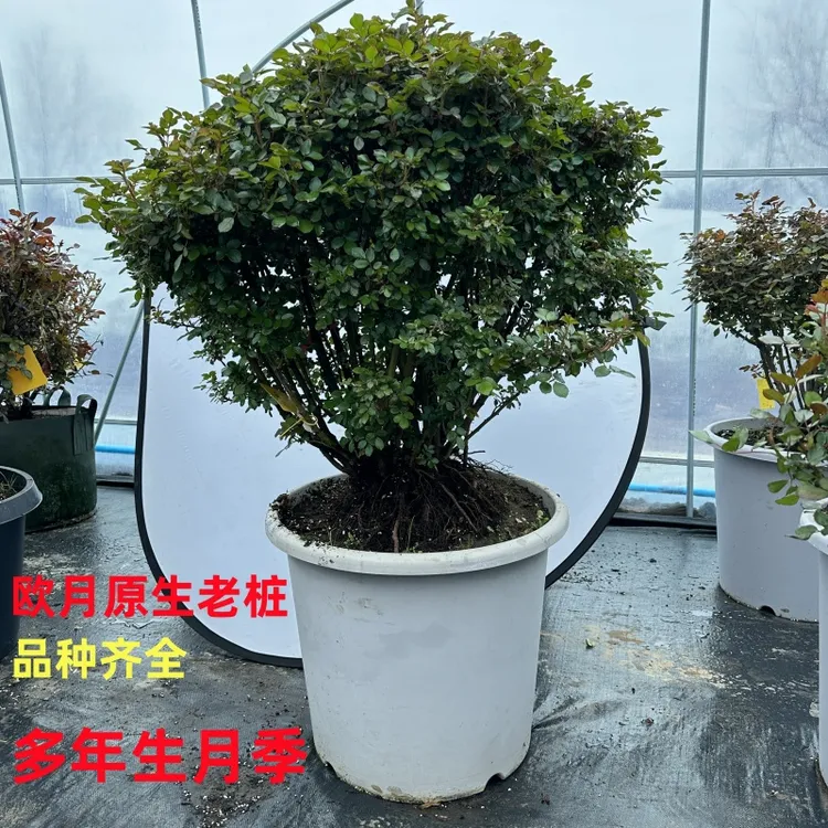 欧月原生老桩浓香月季大花四季品种季节开花深粉龙沙包成活包开花