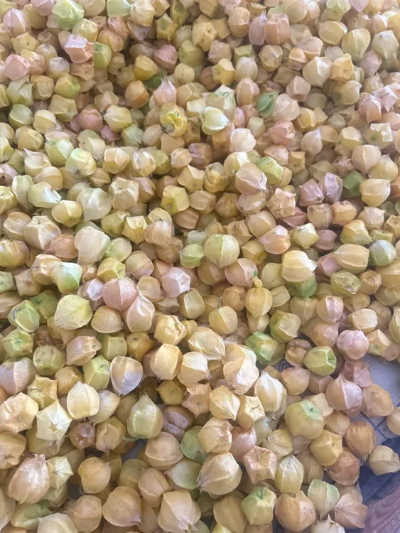 新鲜东北姑娘果脆甜多汁