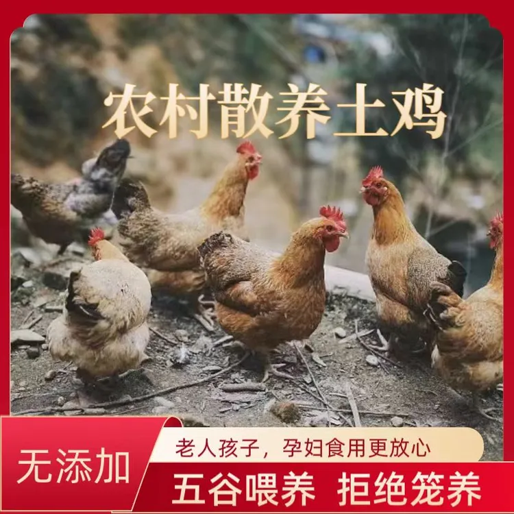 【娜娜家】3只三年的黄油老母鸡+1只散养公鸡   4只净重10-11斤