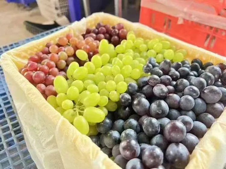 新疆吐鲁番特产三色葡萄蜜甜多汁应季新鲜水果