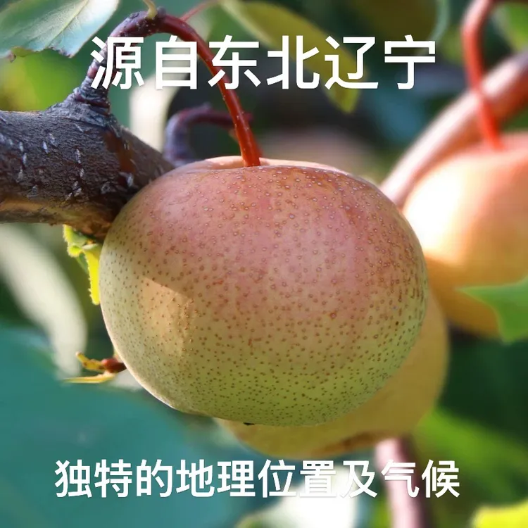 东北农家院特产果园现摘直发新鲜苹果梨苹果嫁接皮薄肉厚香甜多汁