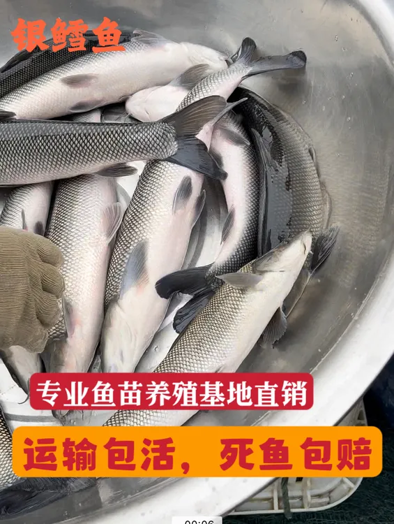 四川  淡水银鳕鱼  鱼苗  淡水养殖