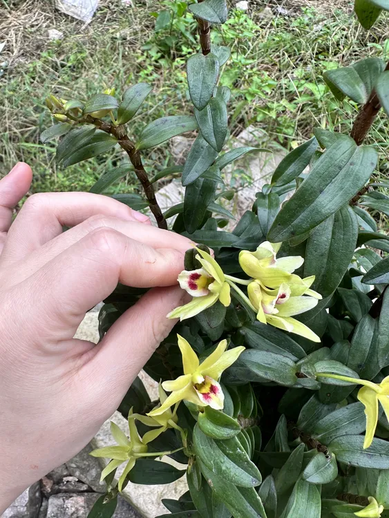 雁荡山铁皮石斛5-6月开花可种植可食用红杆石斛兰栽培种植绿植
