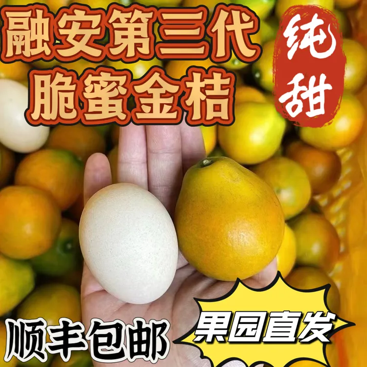 正宗广西融安第三代脆蜜金桔脆甜多汁新鲜应季孕妇水果送礼佳品