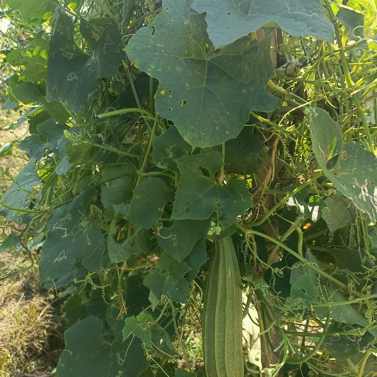 湖南隆回农家老品种丝瓜新鲜现摘现发当季蔬菜