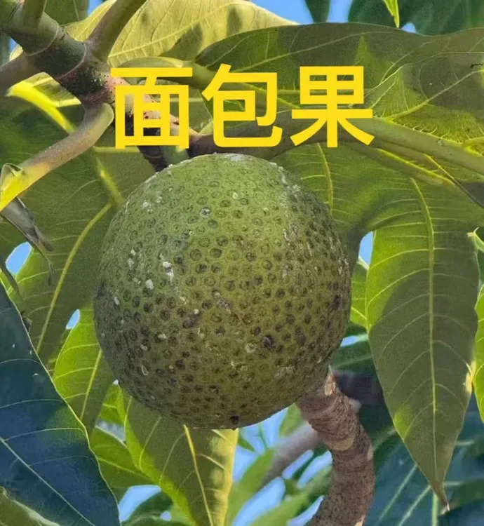 【顺丰包邮】海南面包果 新鲜高山采摘稀有罕见当季水果