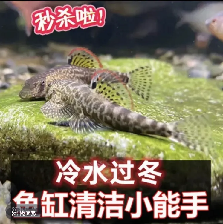 小精灵清道夫麦氏吸鳅爬岩鳅琵琶鱼淡水冷水除藻缸壁清洁鱼工具鱼