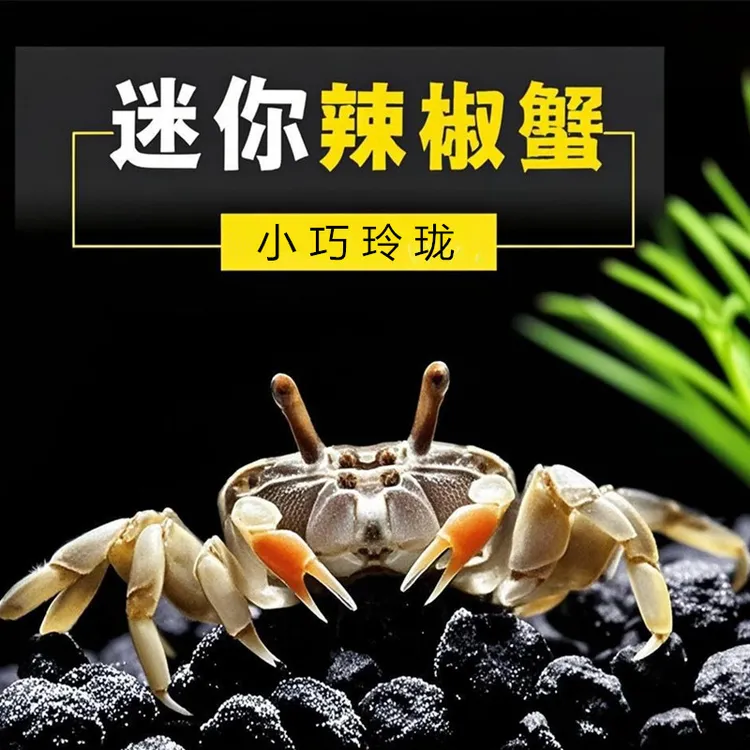 迷你辣椒蟹观赏蟹宠物蟹淡水深水可养豆豆蟹水族用品