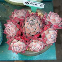 多肉一物一拍0308-183