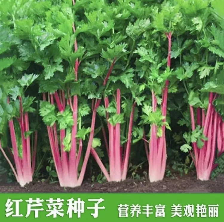 【红香芹种子】红芹菜种衣仙子香芹蔬菜阳台籽香味浓四季芹菜种子