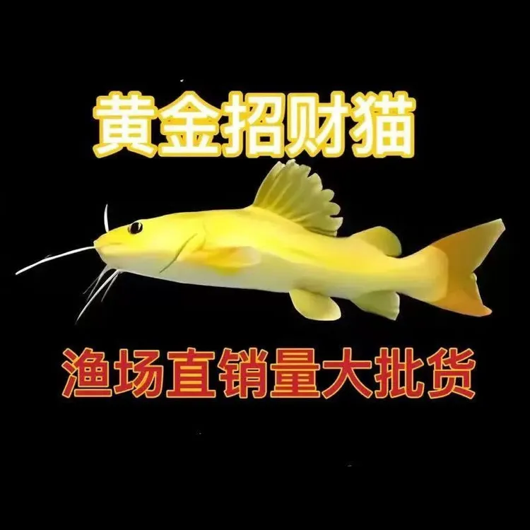 黄金招财猫鱼活体热带观赏鱼底层大型淡水宠物鱼混养