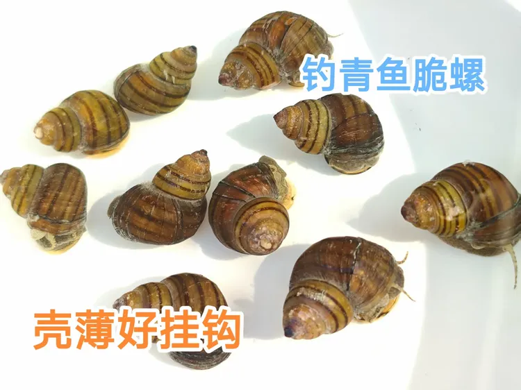 青鱼饵广东花纹脆螺壳薄肉厚可直接挂钩钓青鱼一捏就碎薄壳钓鱼螺