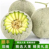【礼盒推荐】藤丸海南网纹瓜，一藤一瓜网纹蜜瓜哈密瓜新鲜水果包邮海南省