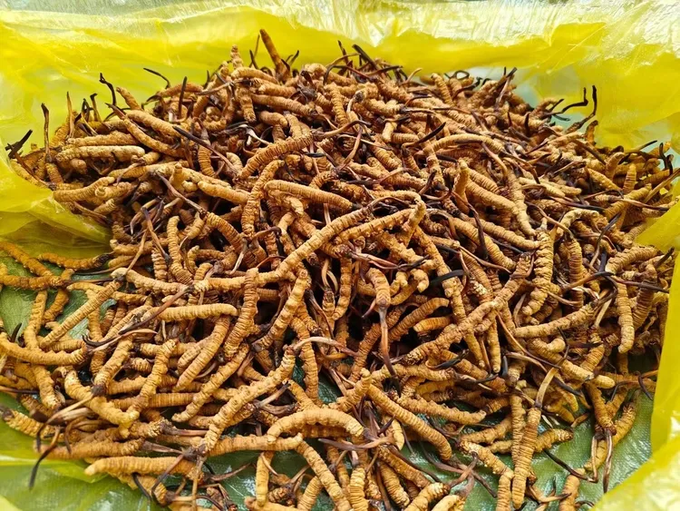 藏区甄选冬虫夏草滋补佳品（到货立刻验收，不支持七天无理由退货）