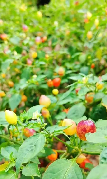 现摘现发农家七彩椒做泡椒鲜辣脆爽