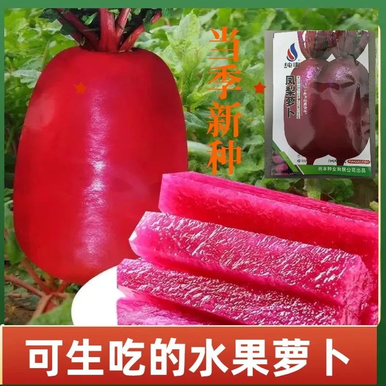 【凤梨萝卜种子】脆甜多汁水果萝卜阳台花盆可种四季种植蔬菜种子