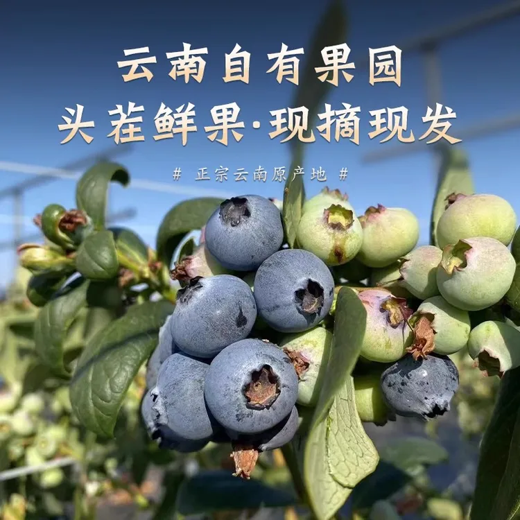 云南高山蓝莓王鲜果当季现摘整箱怡颗甜蓝莓孕妇时令新鲜水果包邮