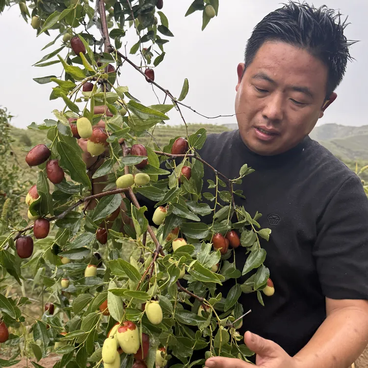 陕北清涧新鲜现摘个大饱满生吃脆甜蒸吃软糯