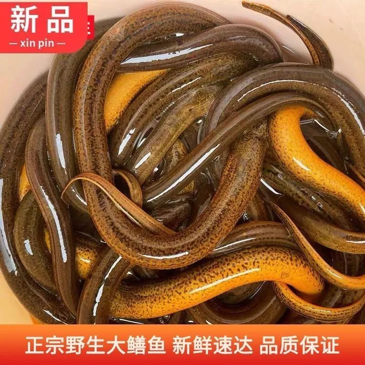 【只去内脏不去骨】云南鲜活稻田野生鳝鱼现杀顺丰包邮