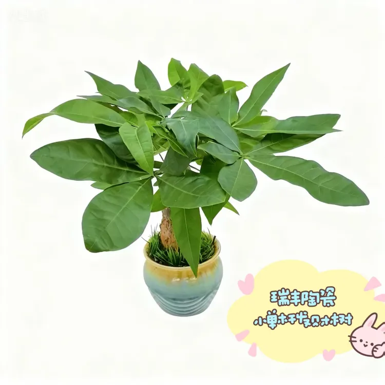陶瓷盆发财树室内客厅桌面适用好养的发财树盆栽绿植花卉盆景