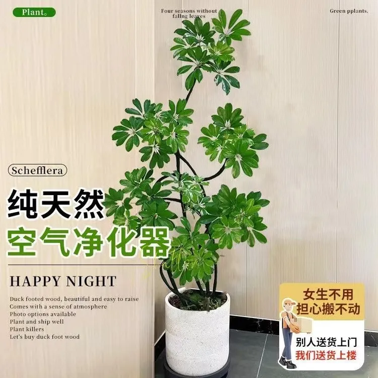 【造型鸭脚木】室内大型绿植吸收甲醛净化空气简易美观大气