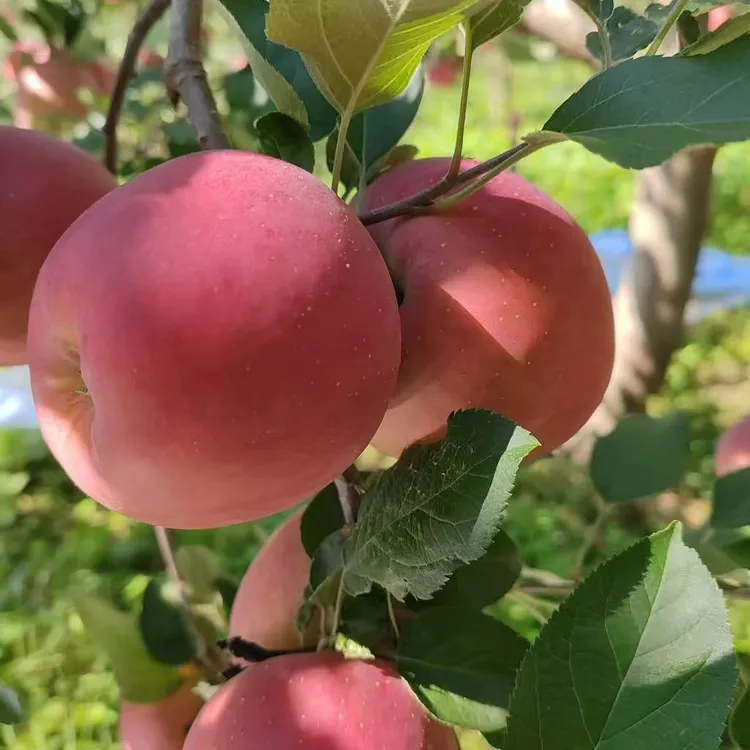 正宗云南昭通丑苹果脆甜多汁产地直发现摘现发
