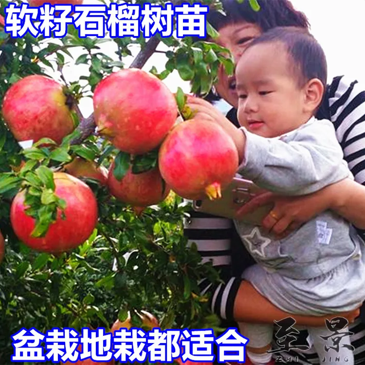 大果石榴树苗无籽突尼斯软籽蒙阳红庭院果树苗盆栽南方北方种植