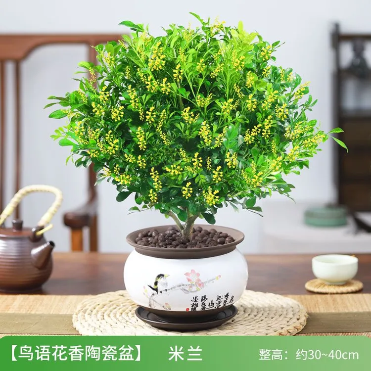 香水米兰花盆栽棒棒糖花卉植物室内四季开花带花苞浓香带盆栽好