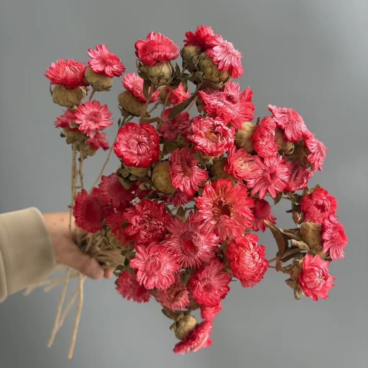 红色永生菠萝菊小蜡菊永生花花束永生花麦秆桔高级感色系家居摆件