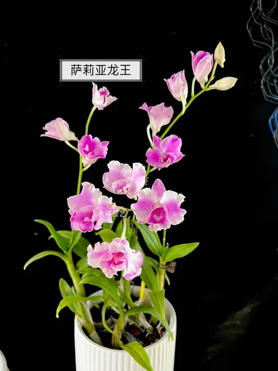 永祥兰艺 秋石斛龙王系列 各品种龙王萨莉亚龙王